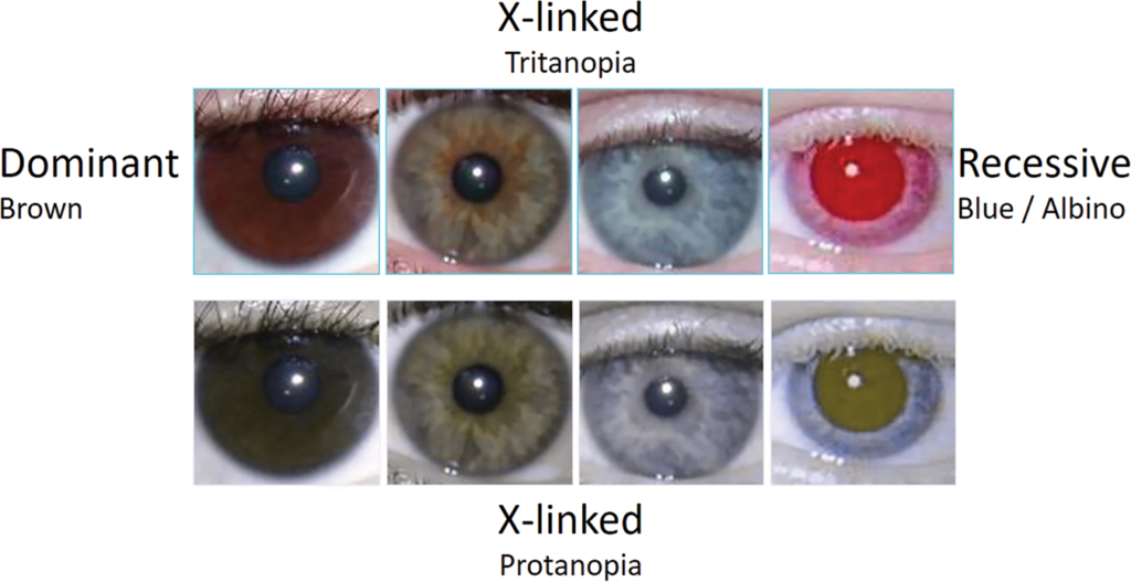What is the genetic basis for blue eyes
